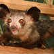 An aye-aye.